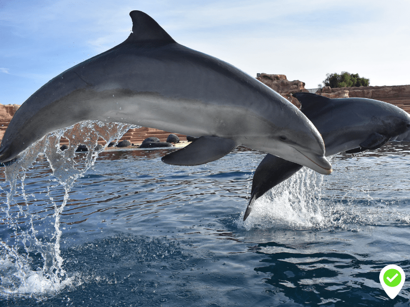 Swim with Dolphins Lanzarote