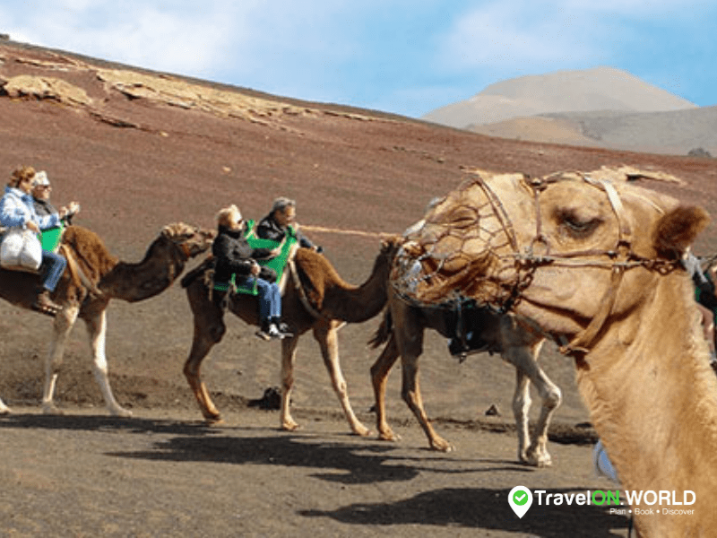 Camel Ride Lanzarote