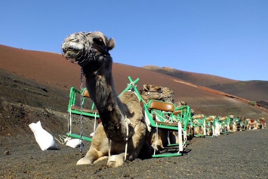 short south tour lanzarote