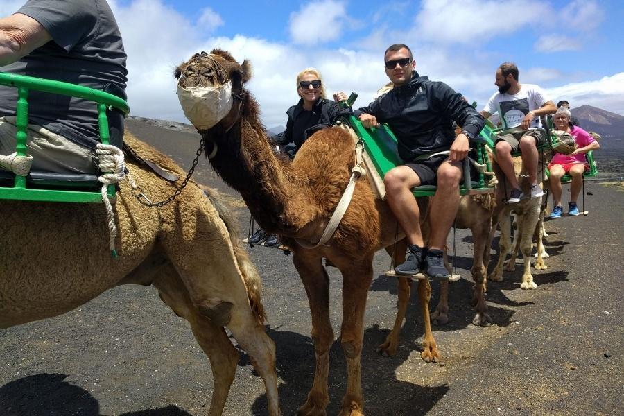 excursion camellos lanzarote