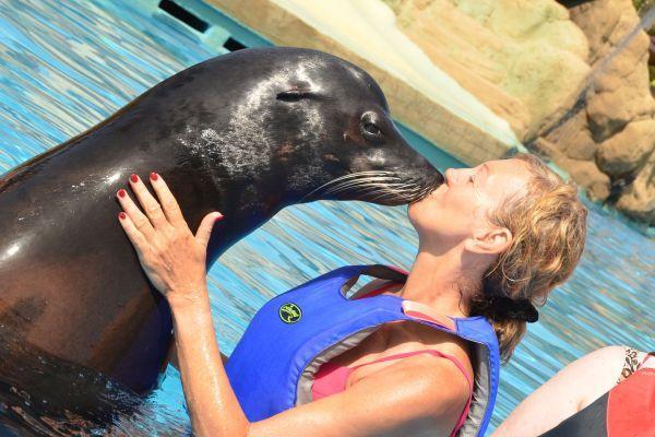 Things to do in Puerto Del Carmen - Rancho Texas Swim With Sea Lions