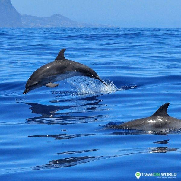 Dolphin Spotting in Lanzarote