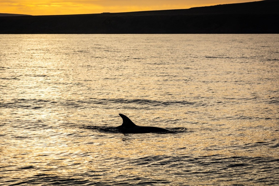 dolphin-watching-lanzarote-at-sunset2