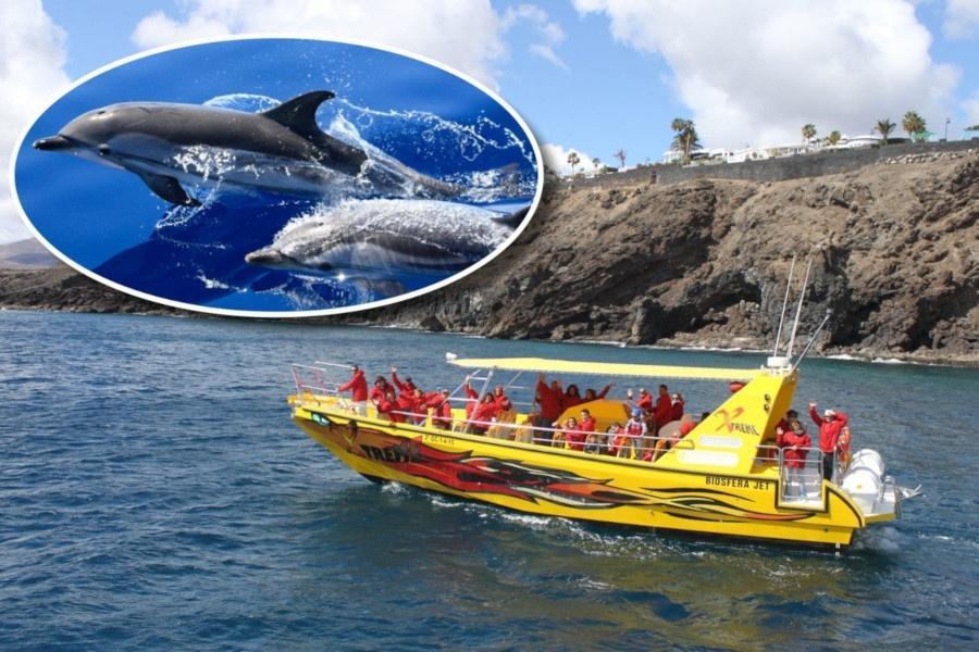 dolphin sunset tour lanzarote