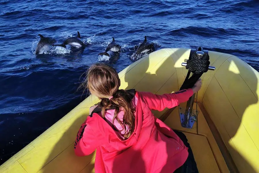 dolphin-watching-lanzarote-at-sunset3