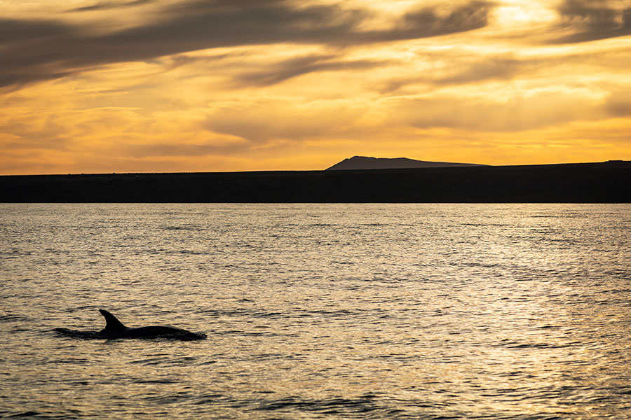 dolphin-watching-lanzarote-at-sunset_3