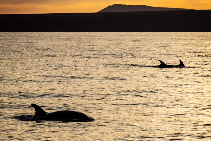 dolphin-watching-lanzarote-at-sunset5