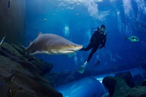 Swim with Sharks in Lanzarote